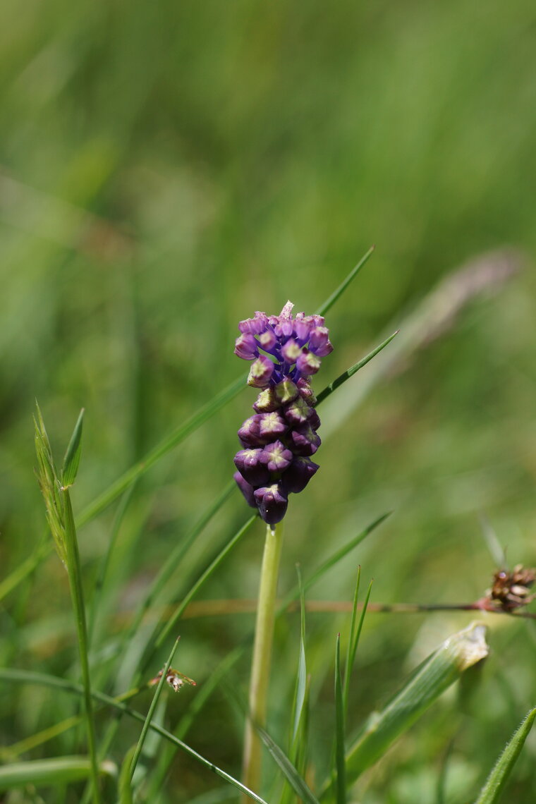 Muscari à toupet