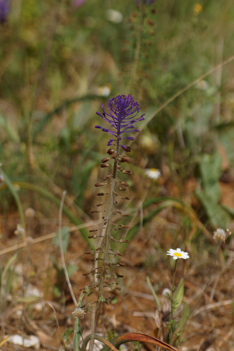 Muscari à toupets