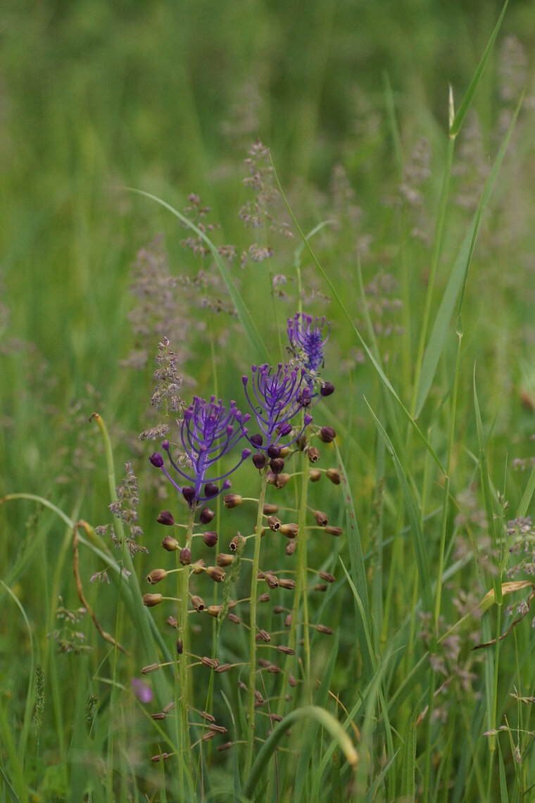 Muscari à toupets 2