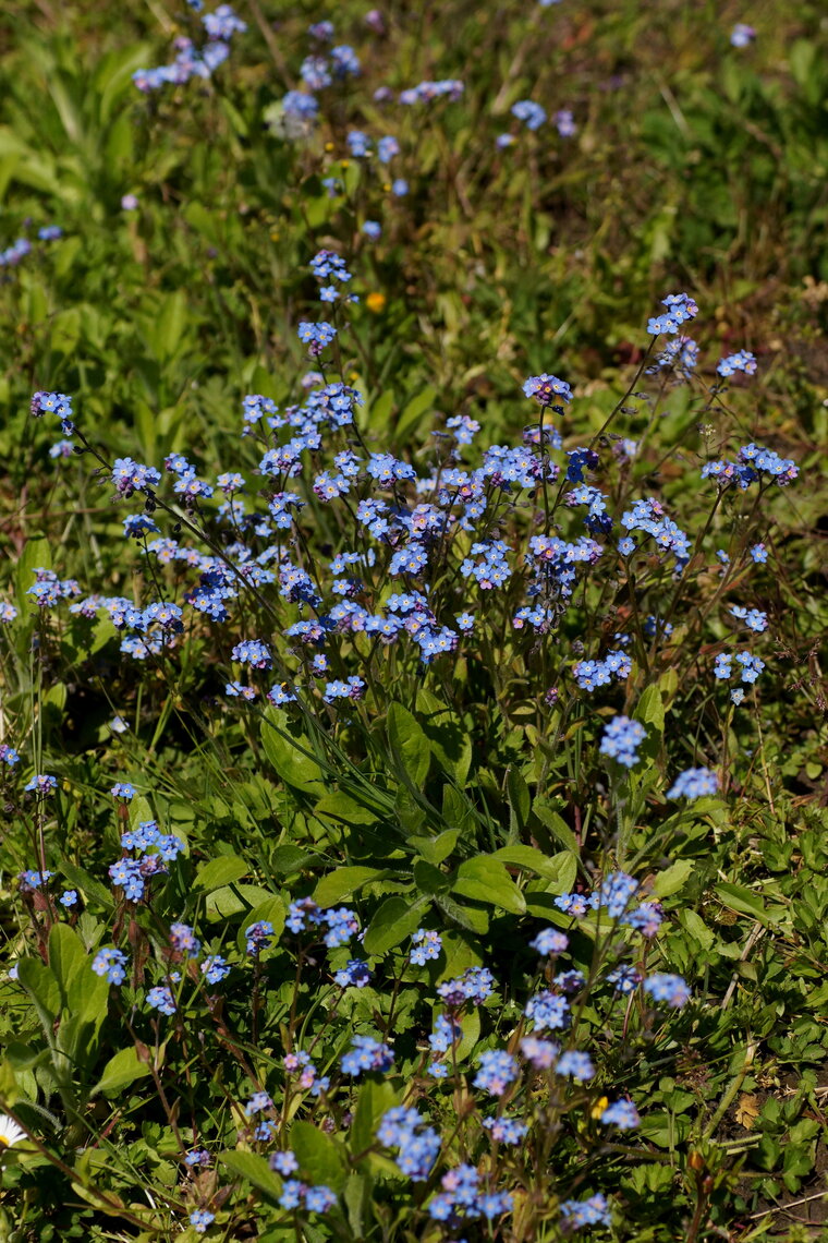 Myosotis sp