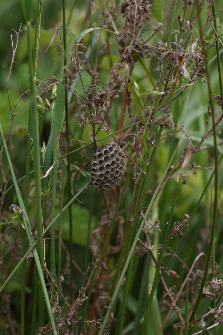 Nid de Guêpe