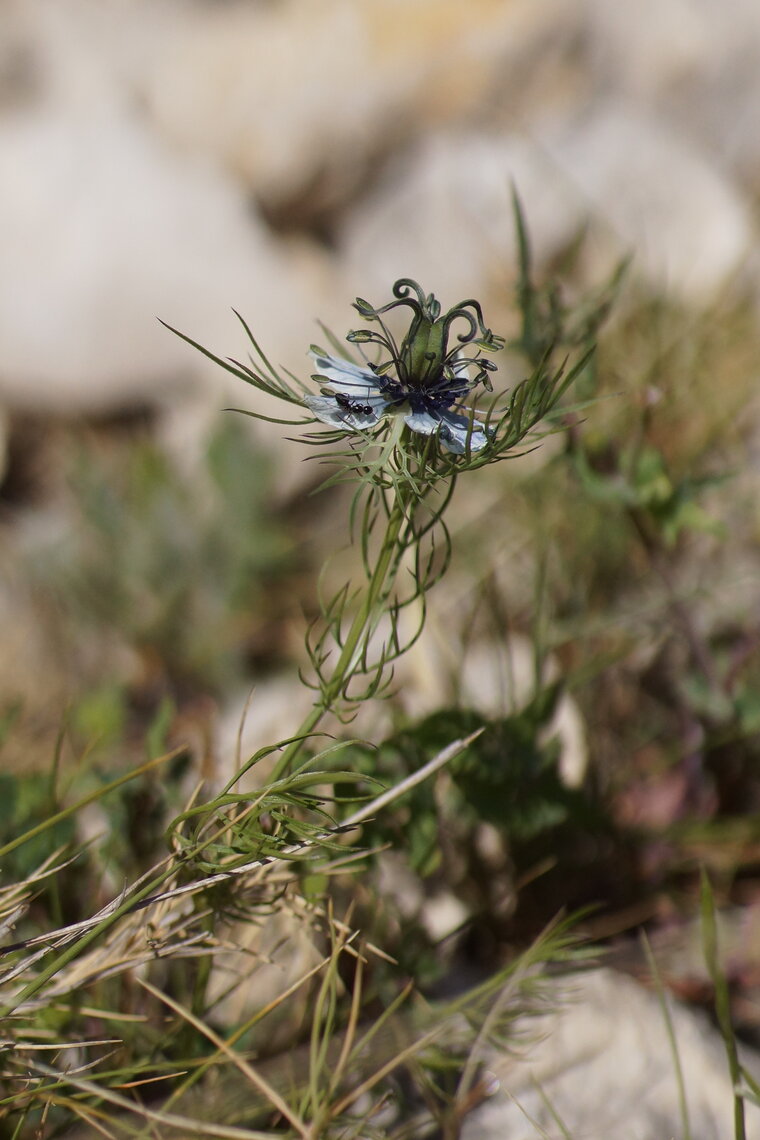 Nigelle de Damas