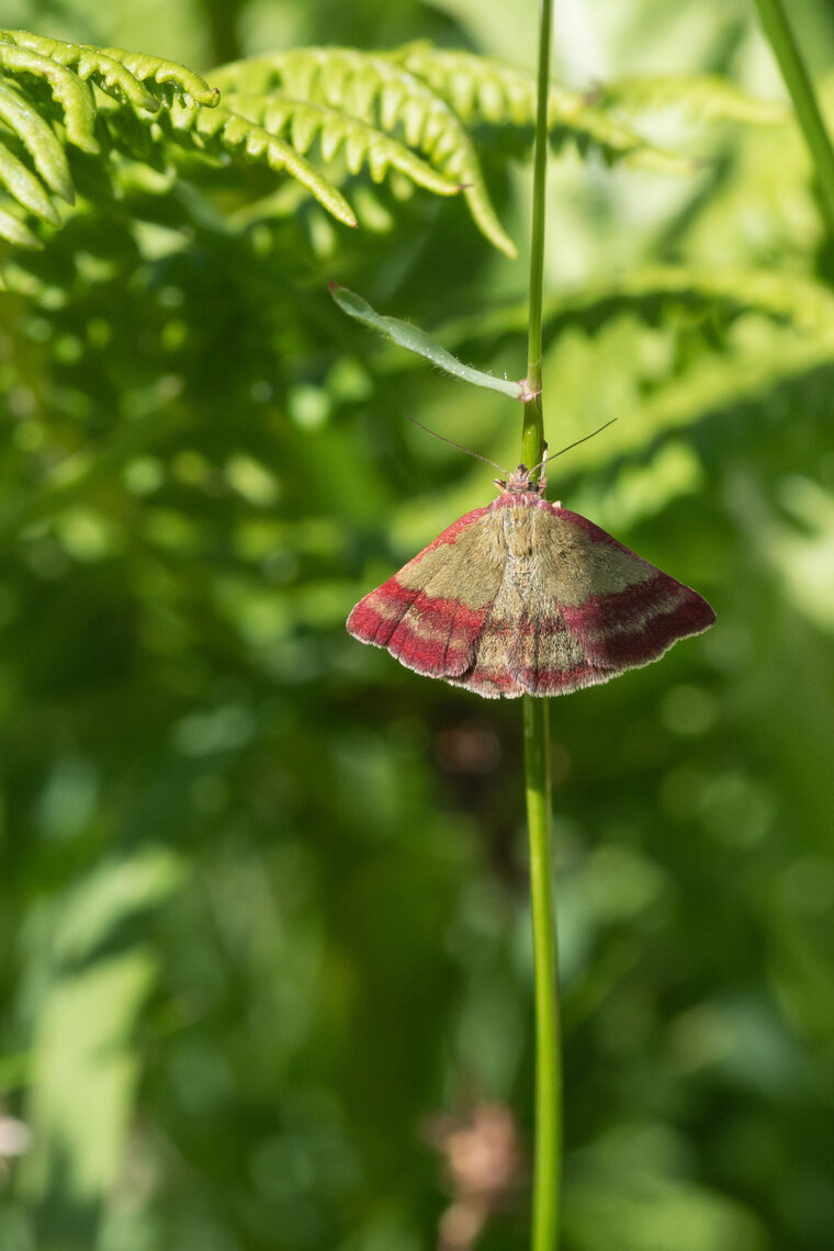 Noctuelle couleur de bronze Phytometra viridaria