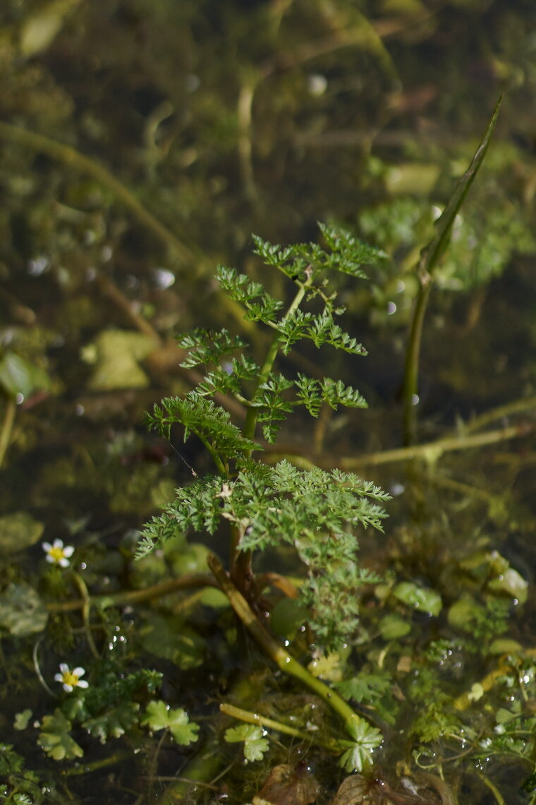 Oenanthe aquatique