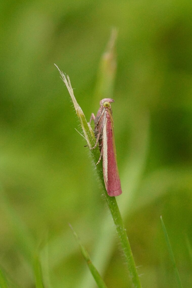 Oncocera semirubella