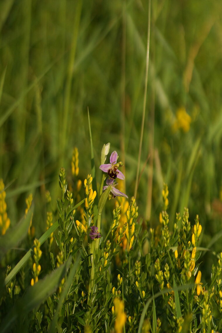 Ophrys abeille