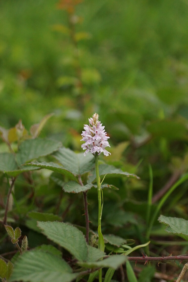 Orchis de Fucchs