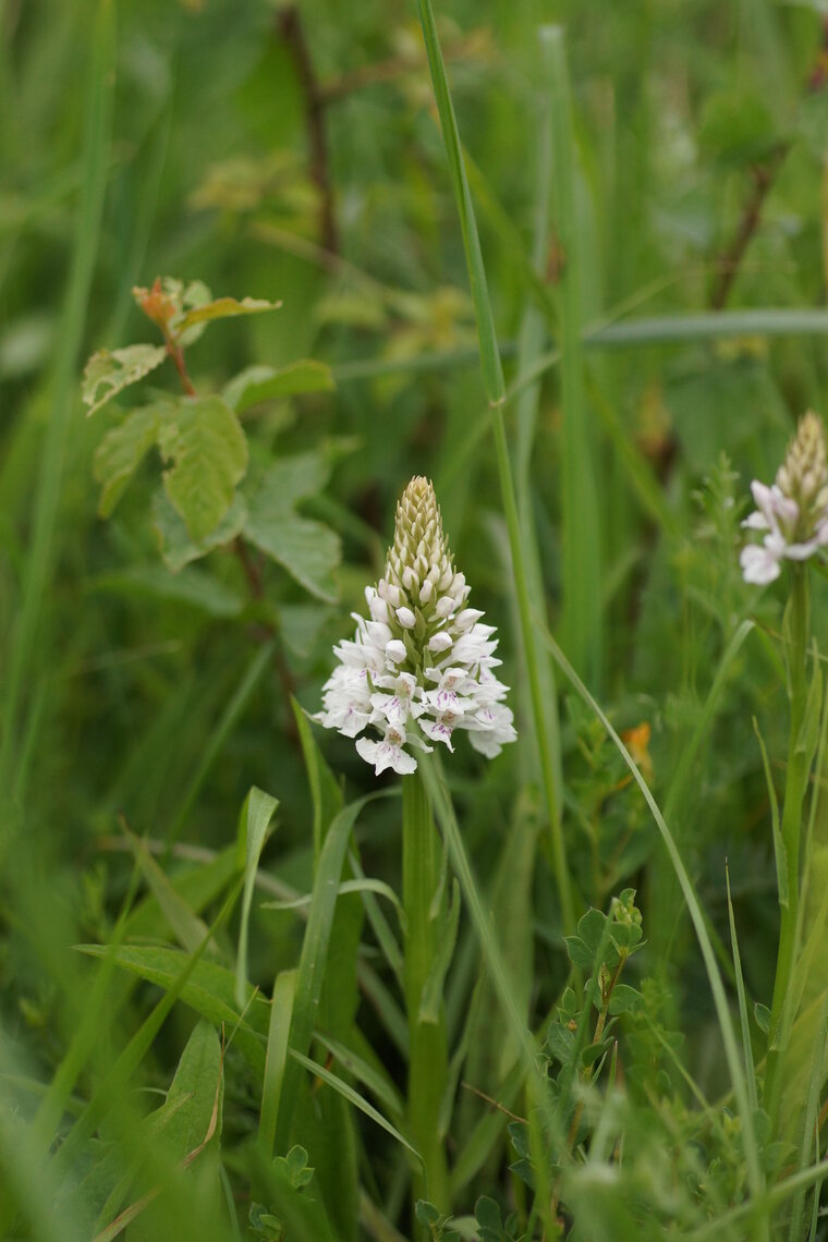 Orchis de Fucchs