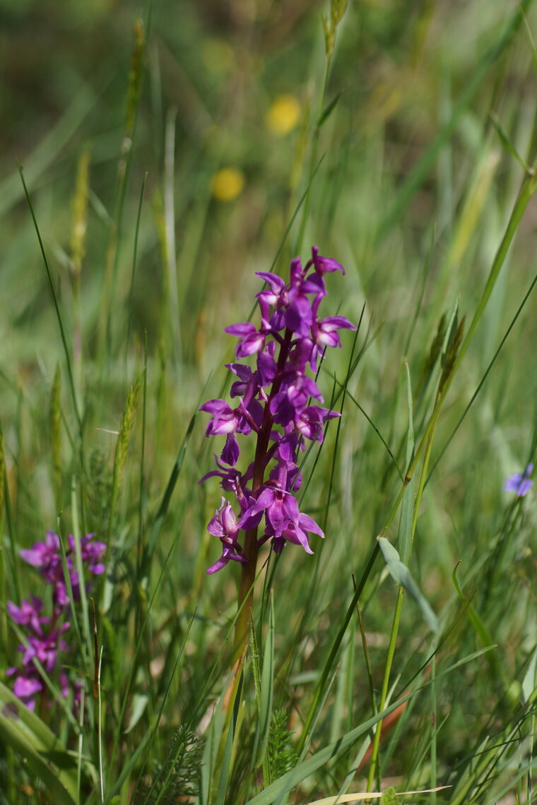 Orchis maculmata sous réserve