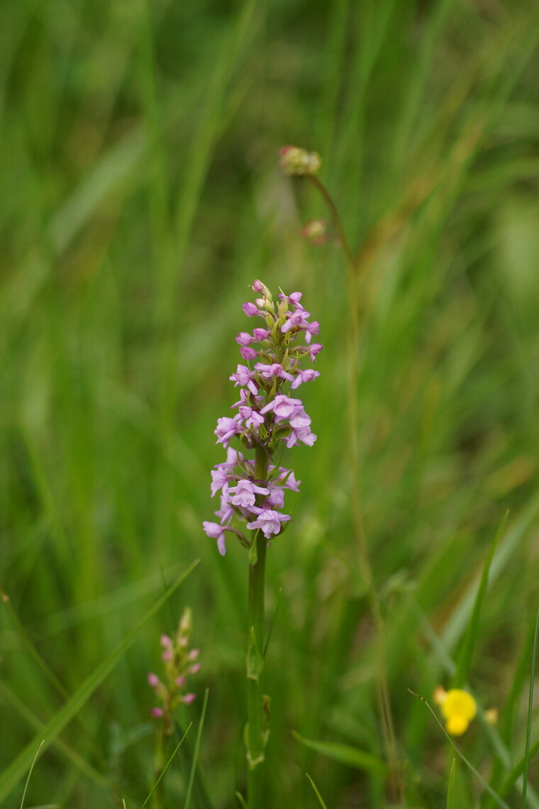 Orchis moucheron