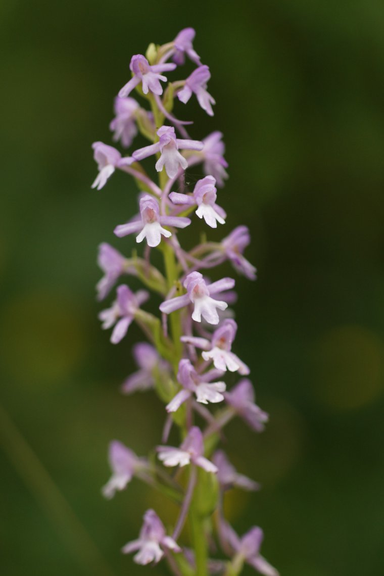 Orchis moucheron