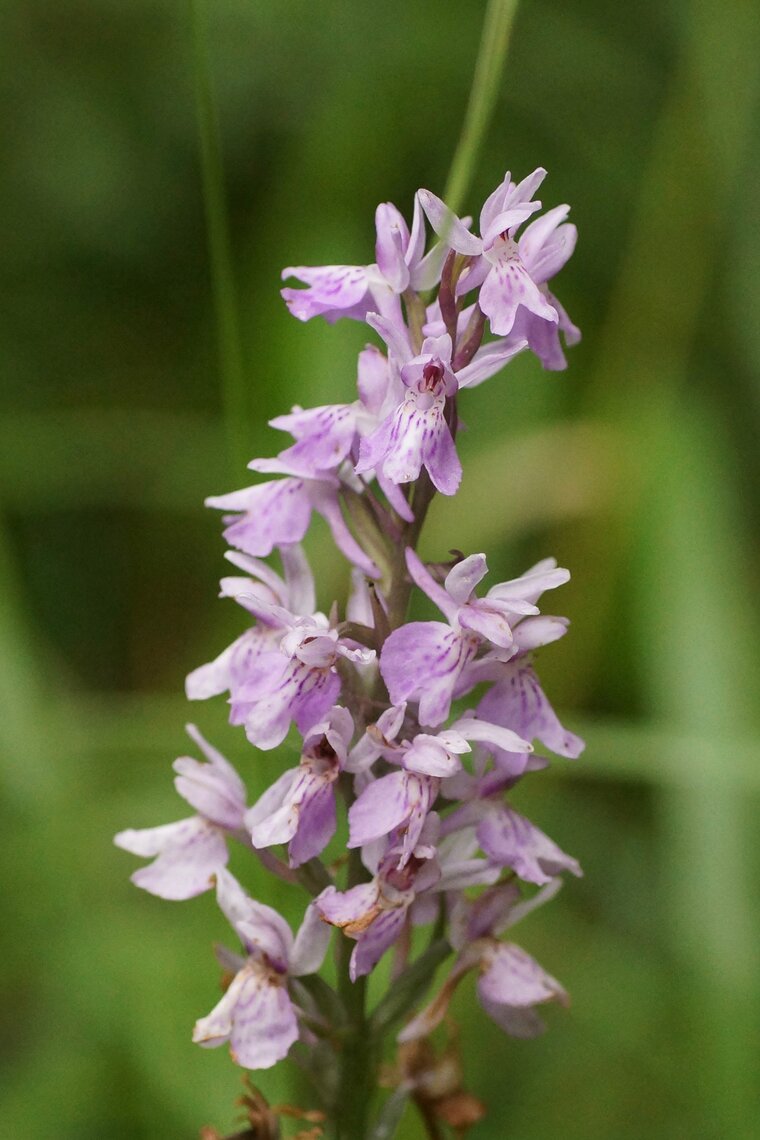 Orchis moustique