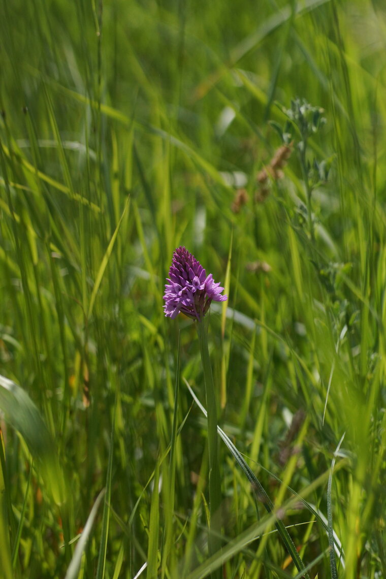 Orchis pyramidal