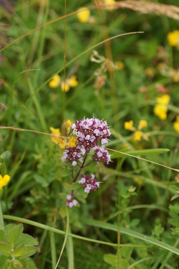 Origanum vulgare Origan vulgaire