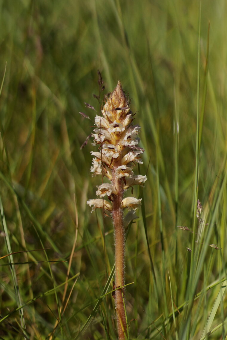 Orobanche de Picris