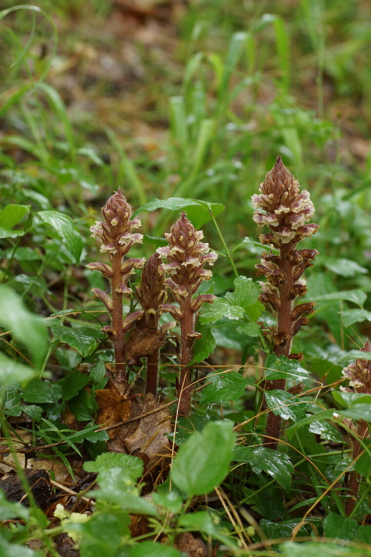 Orobanche du Lierre sous réserve