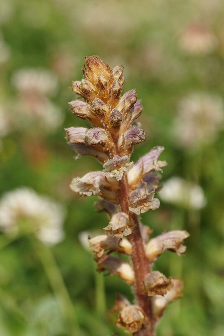 Orobanche du trèfle