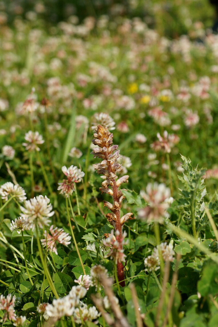 Orobanche du trèfle 2