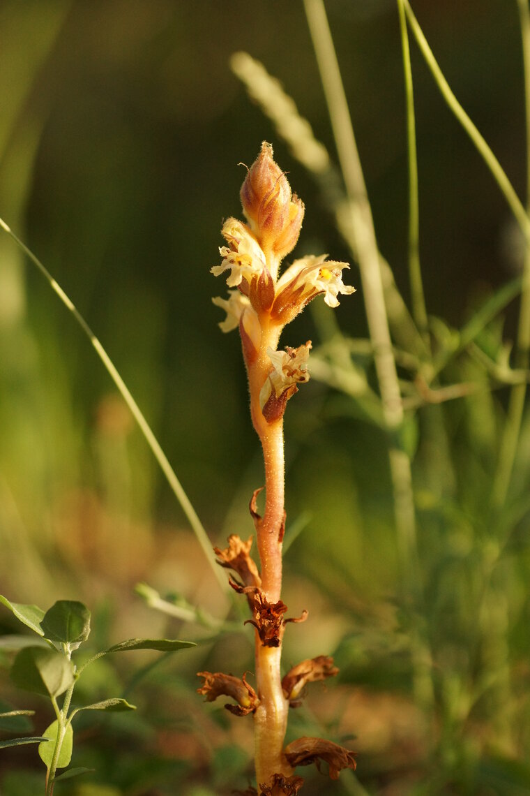 Orobanche eliator Grande orobanche sous réserve