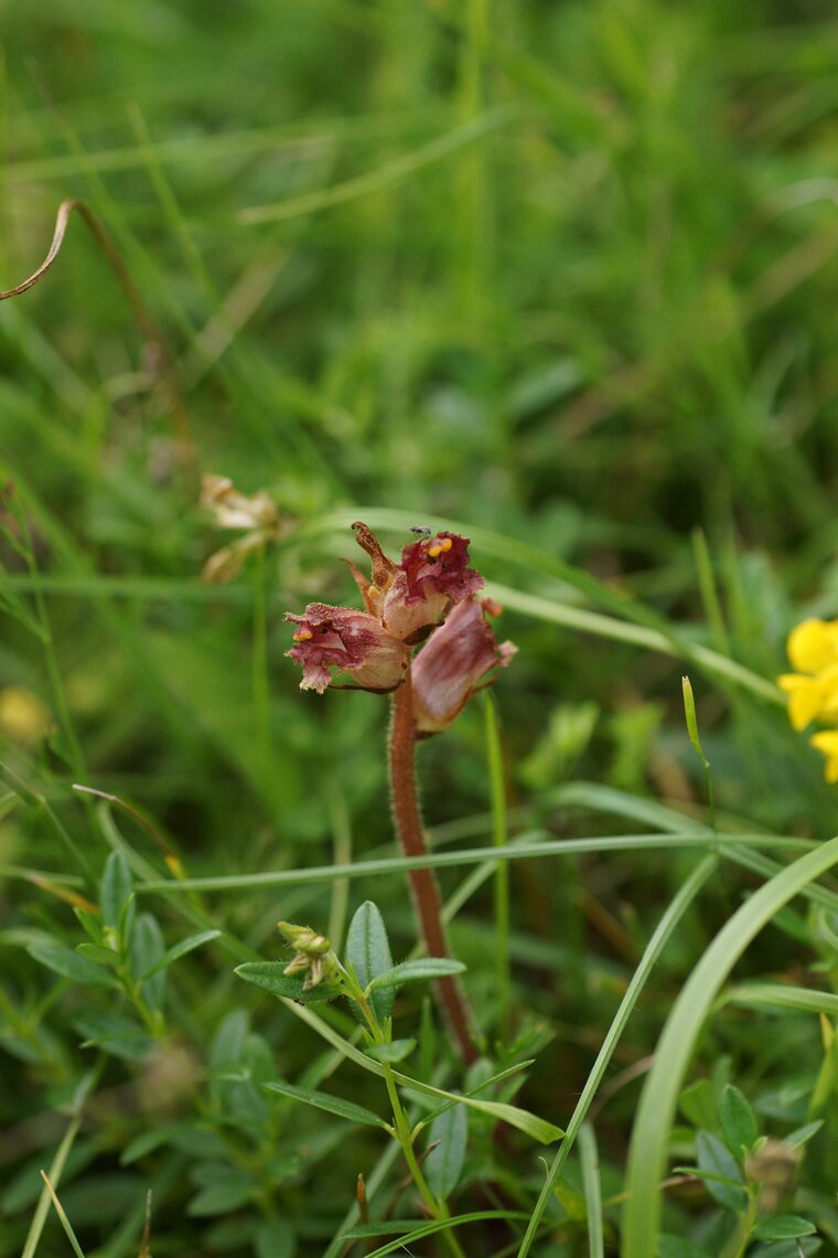 Orobanche sp