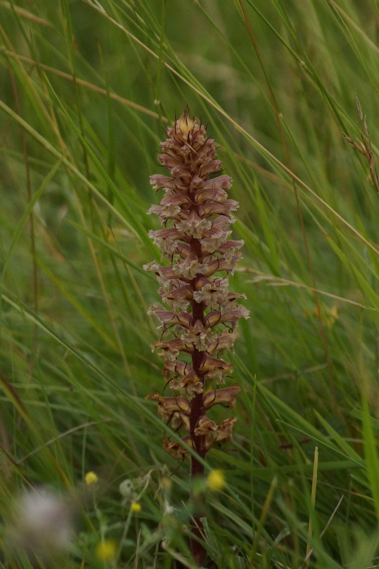 Orobanche sp