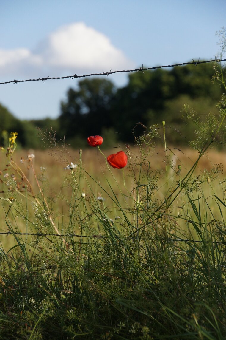 Papaver sp