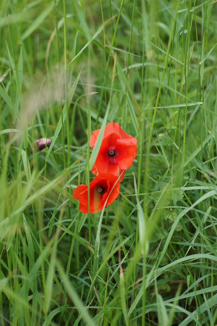 Papaver sp