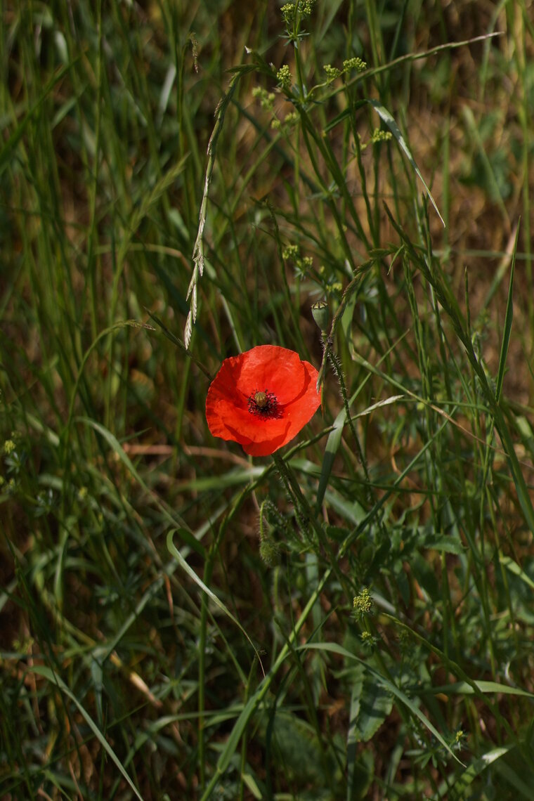 Papaver sp