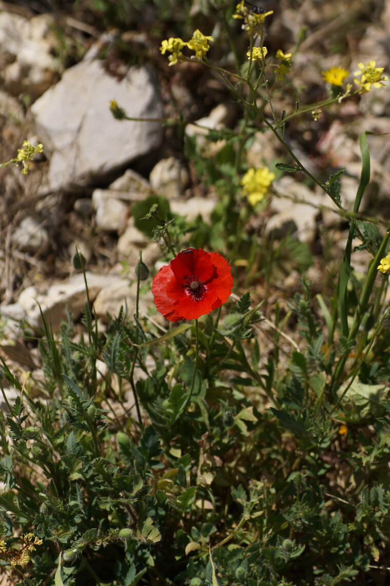 Papaver sp