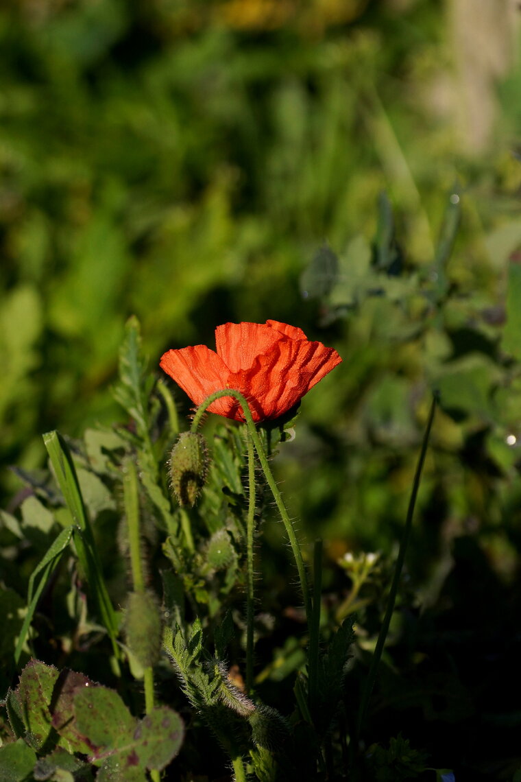 Papaver sp