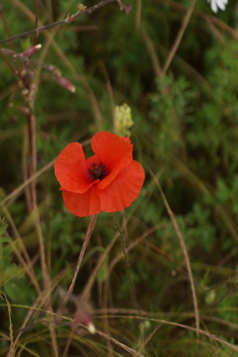 Papaver sp