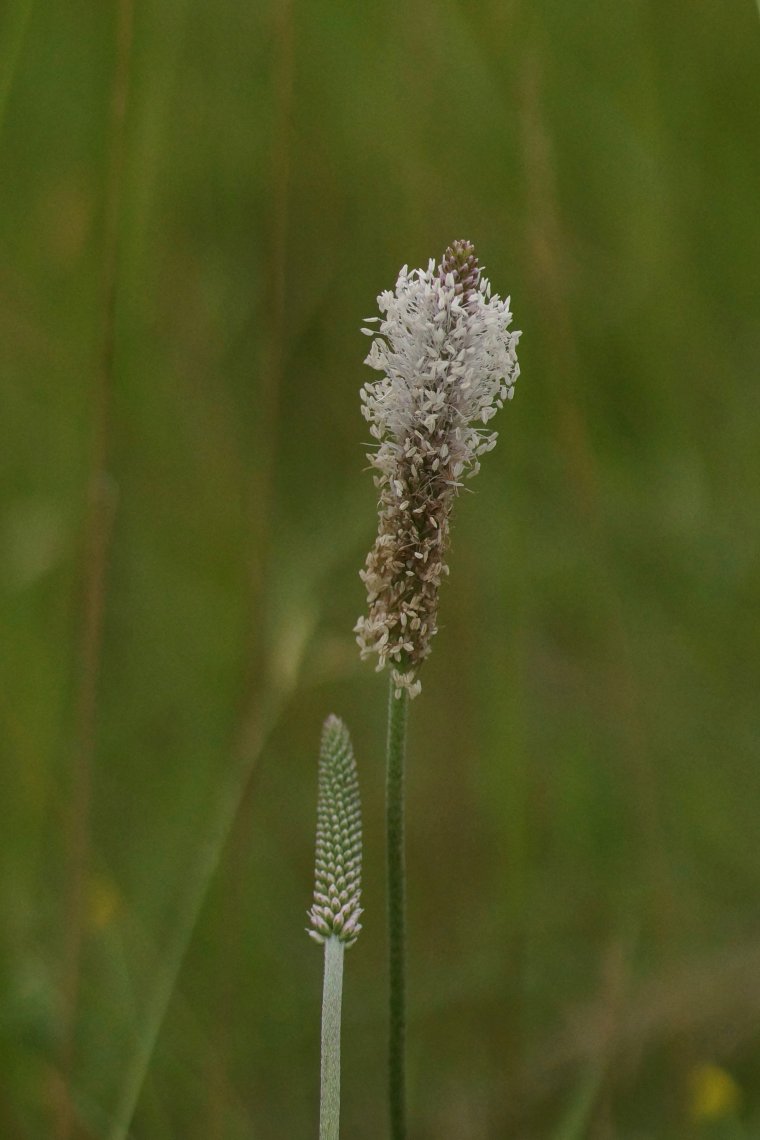 Plantain sp