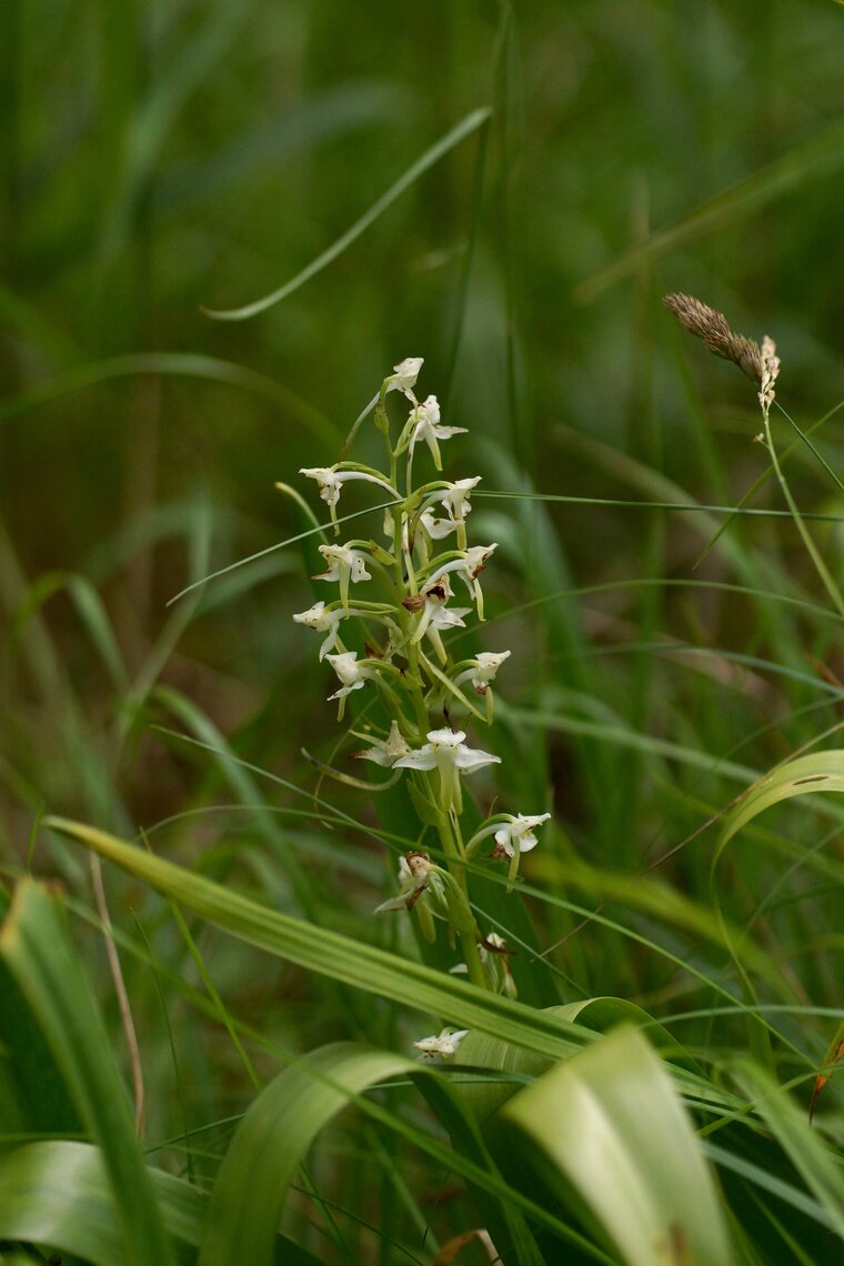 Platanthera sp