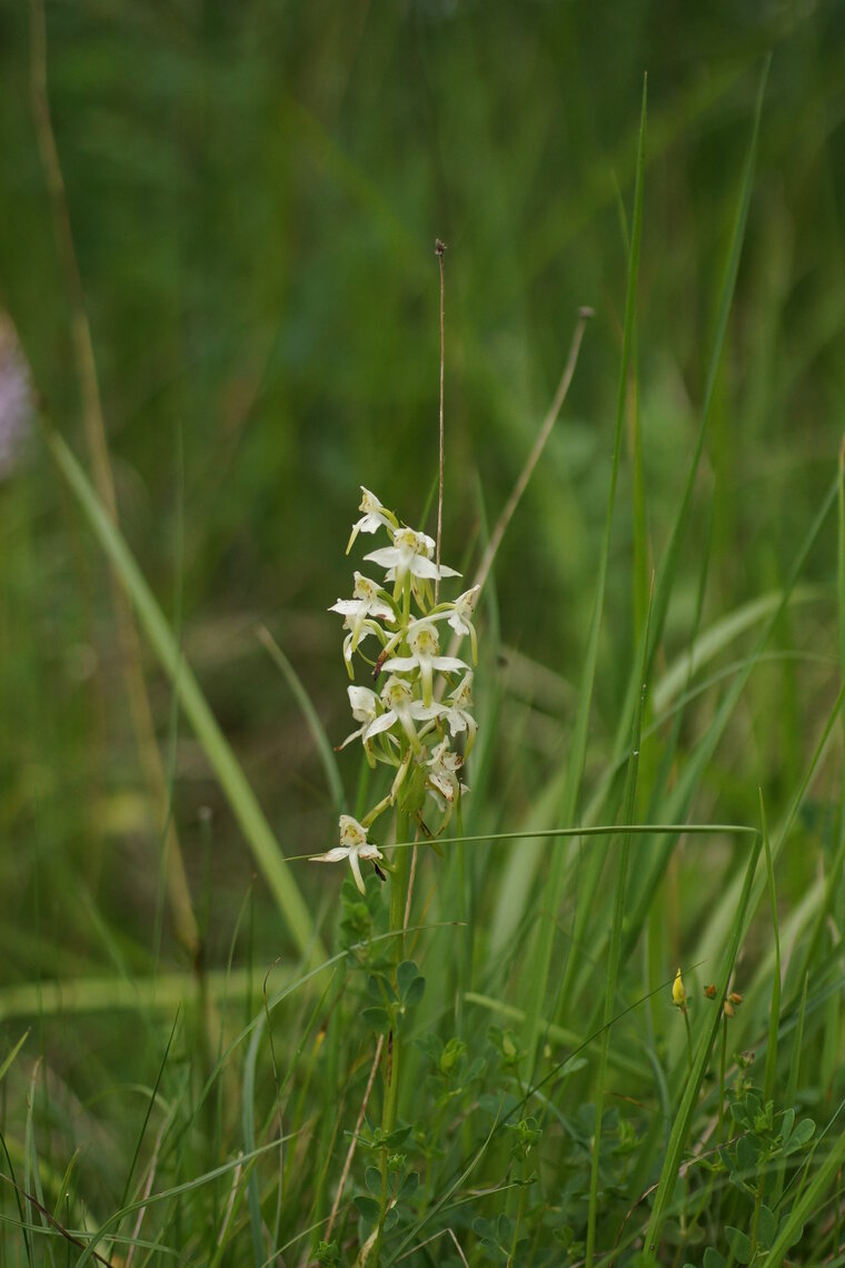 Platanthère des montagnes