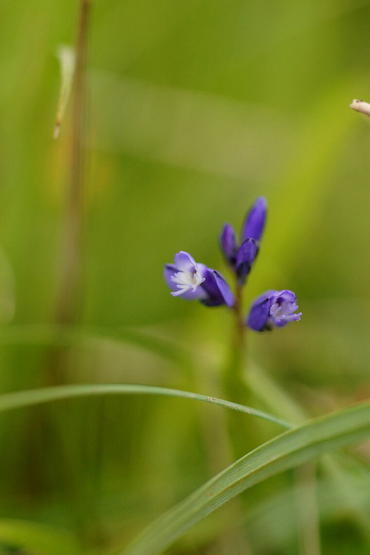 Polygala sp