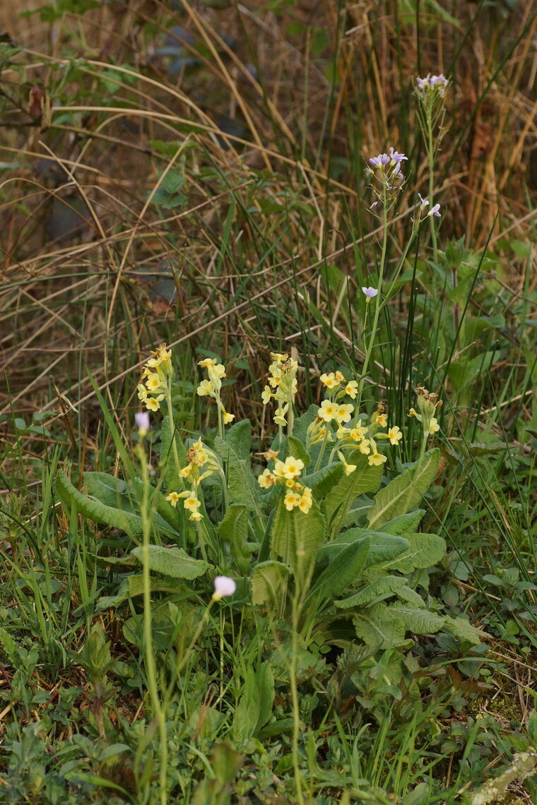 Primevère érigée