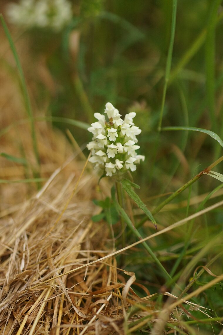 Prunella laciniata Prunelle blanche