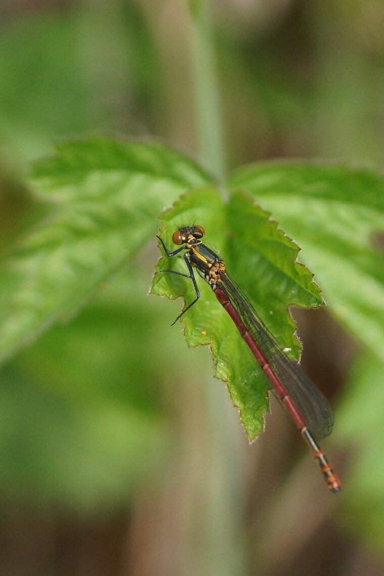 Pyrrhosoma nymphula