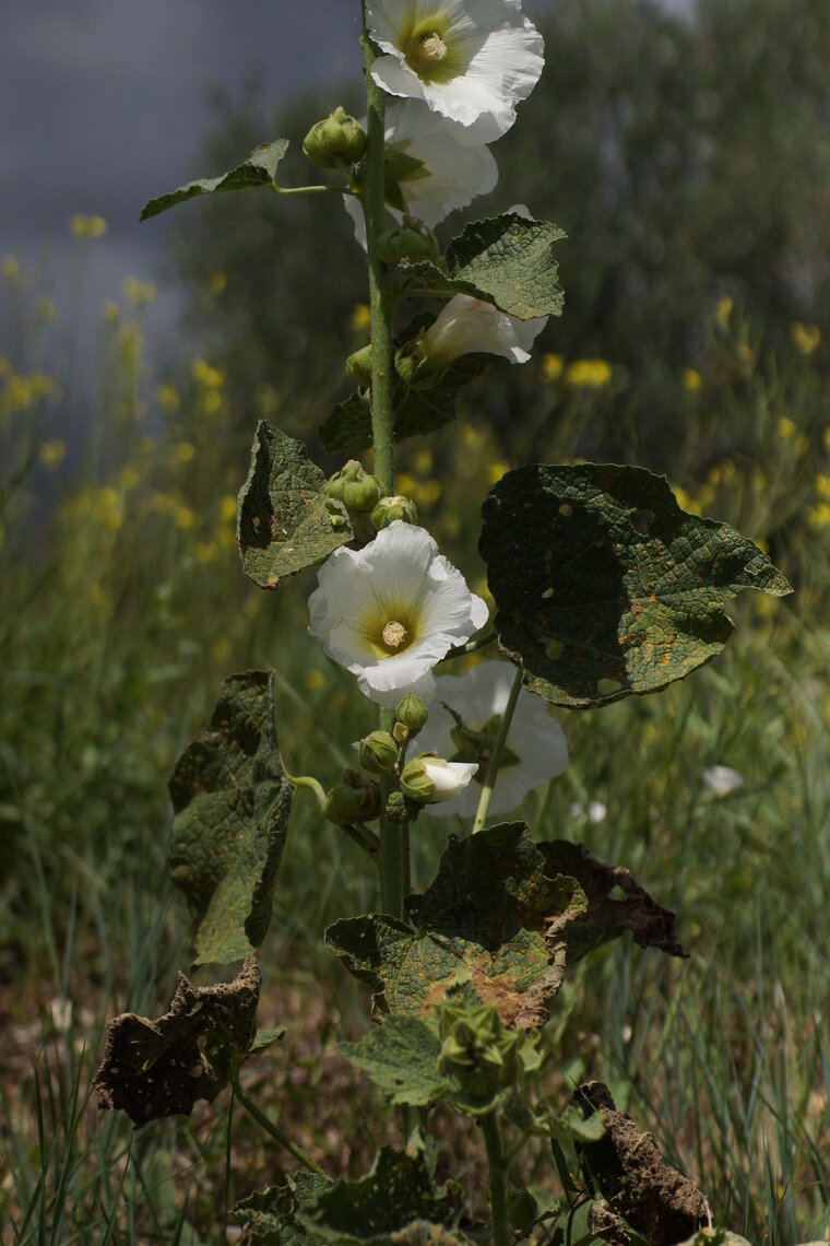 Rose trémière