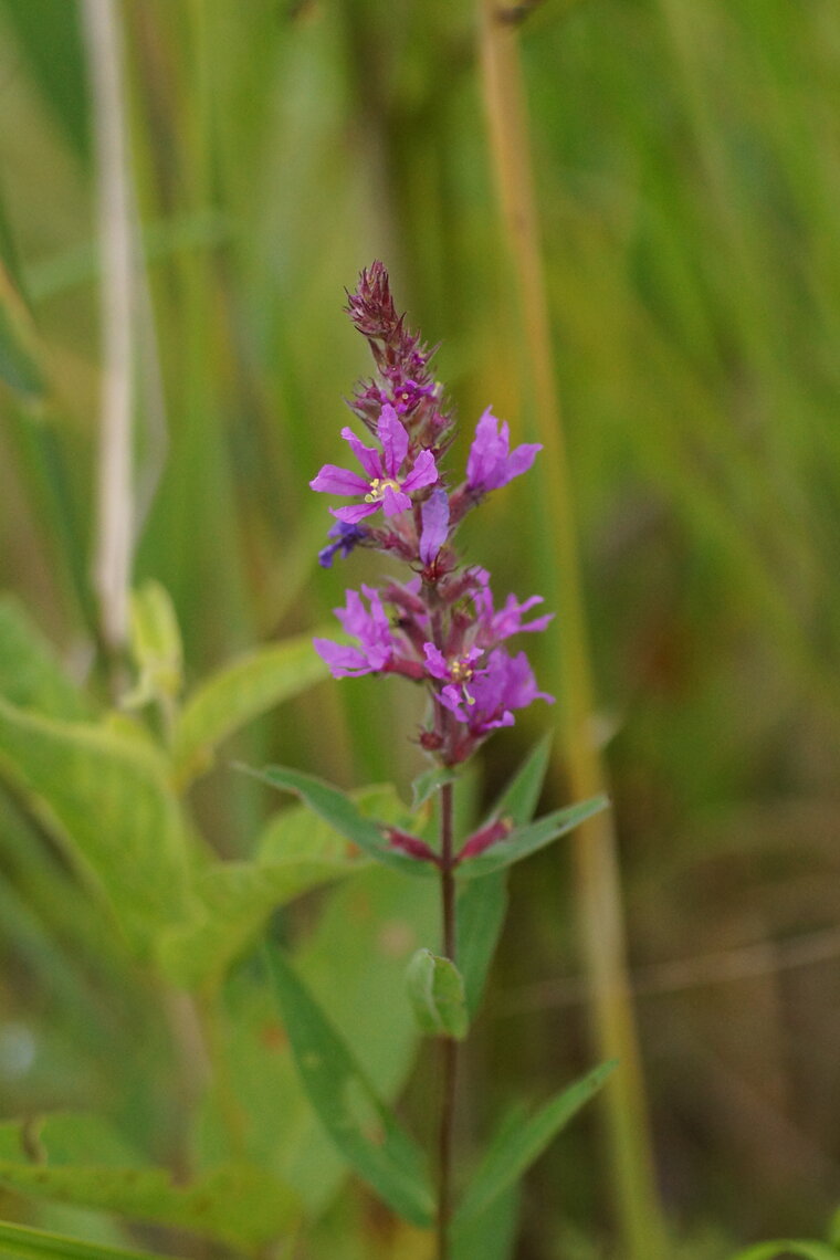 Salicaire officinale Lythrum salicaria