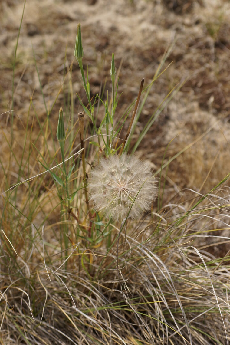 Salsifis douteux