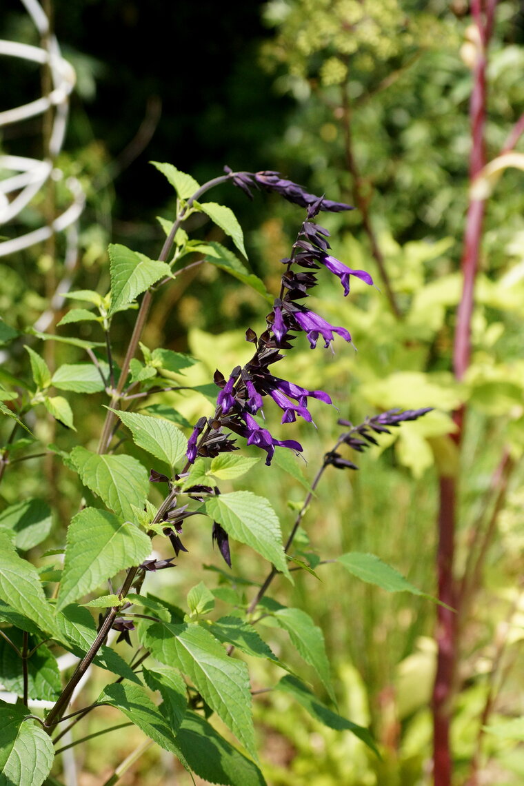 Salvia sp