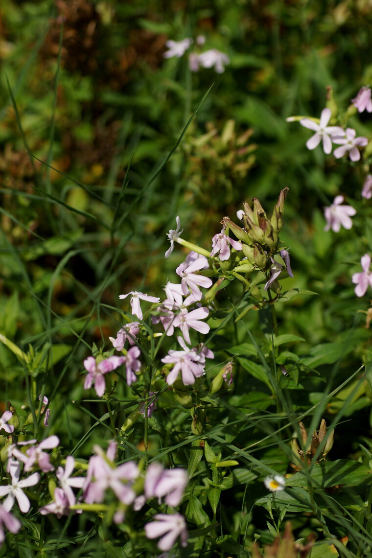 Saponaire officinale