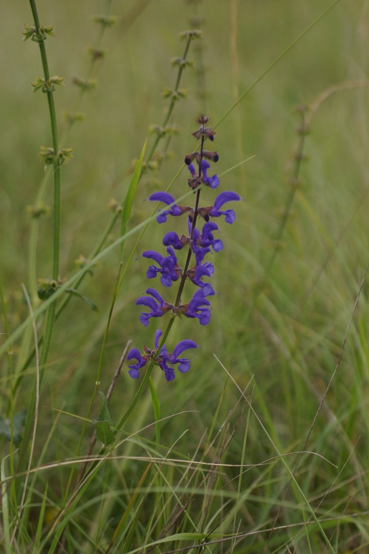 Sauge des près Salvia arvensis