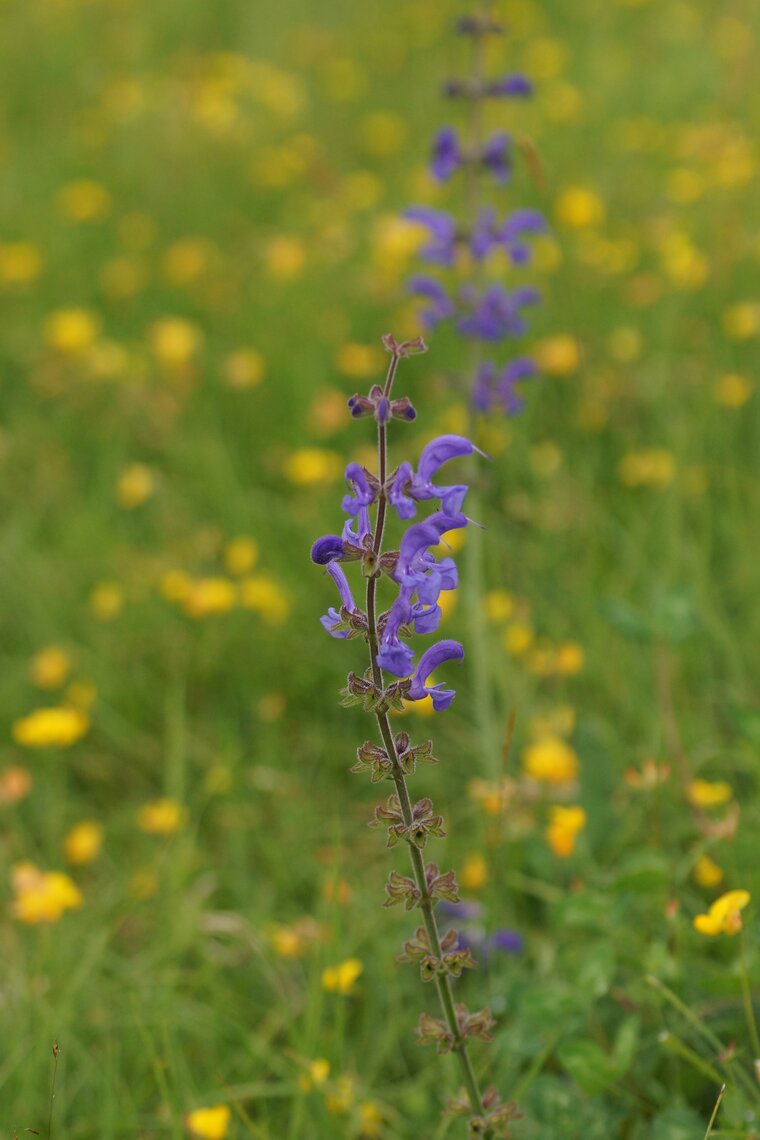 Sauge des prés Salvia arvensis