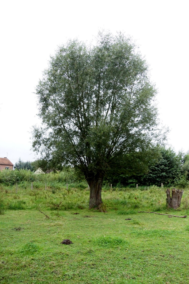 Saule têtard