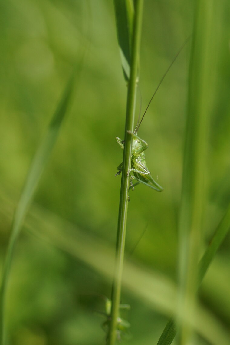 Sauterelle verte