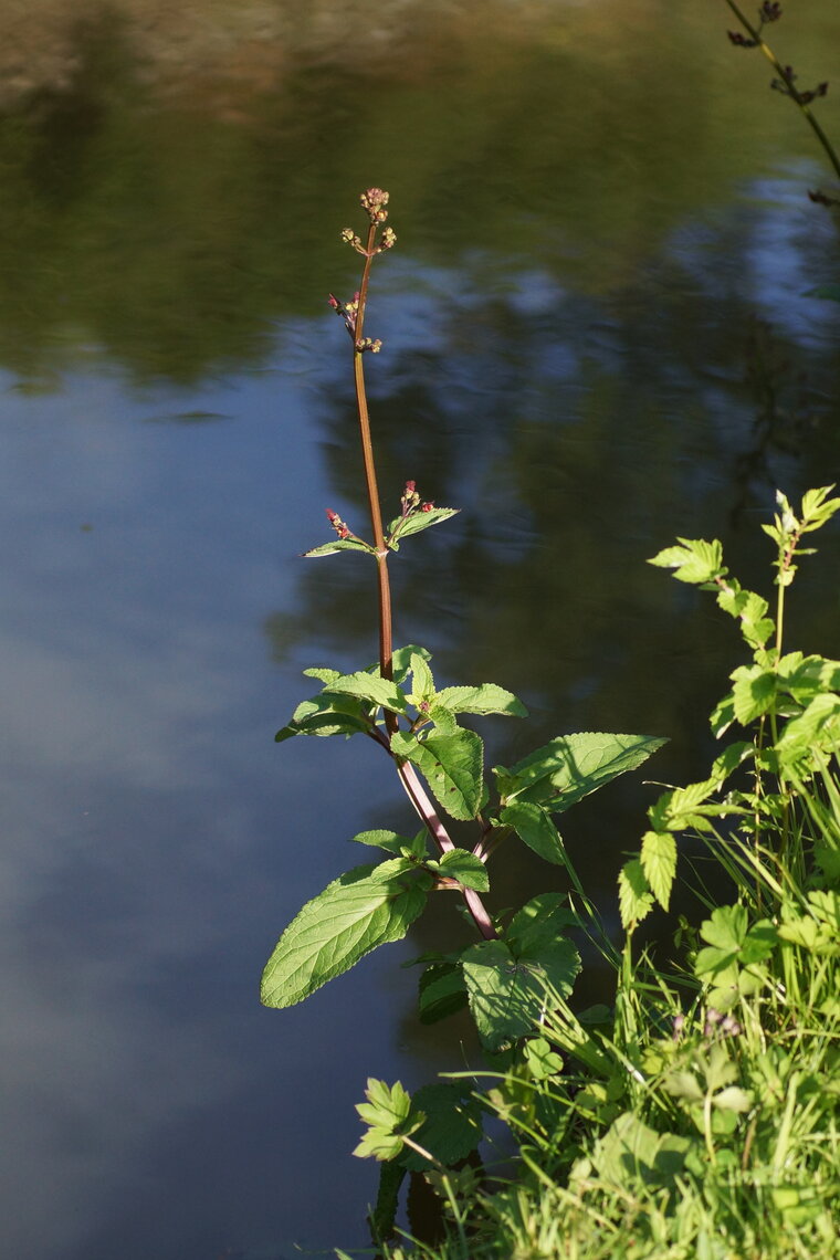 Scrophulaire noueuse sous réserve