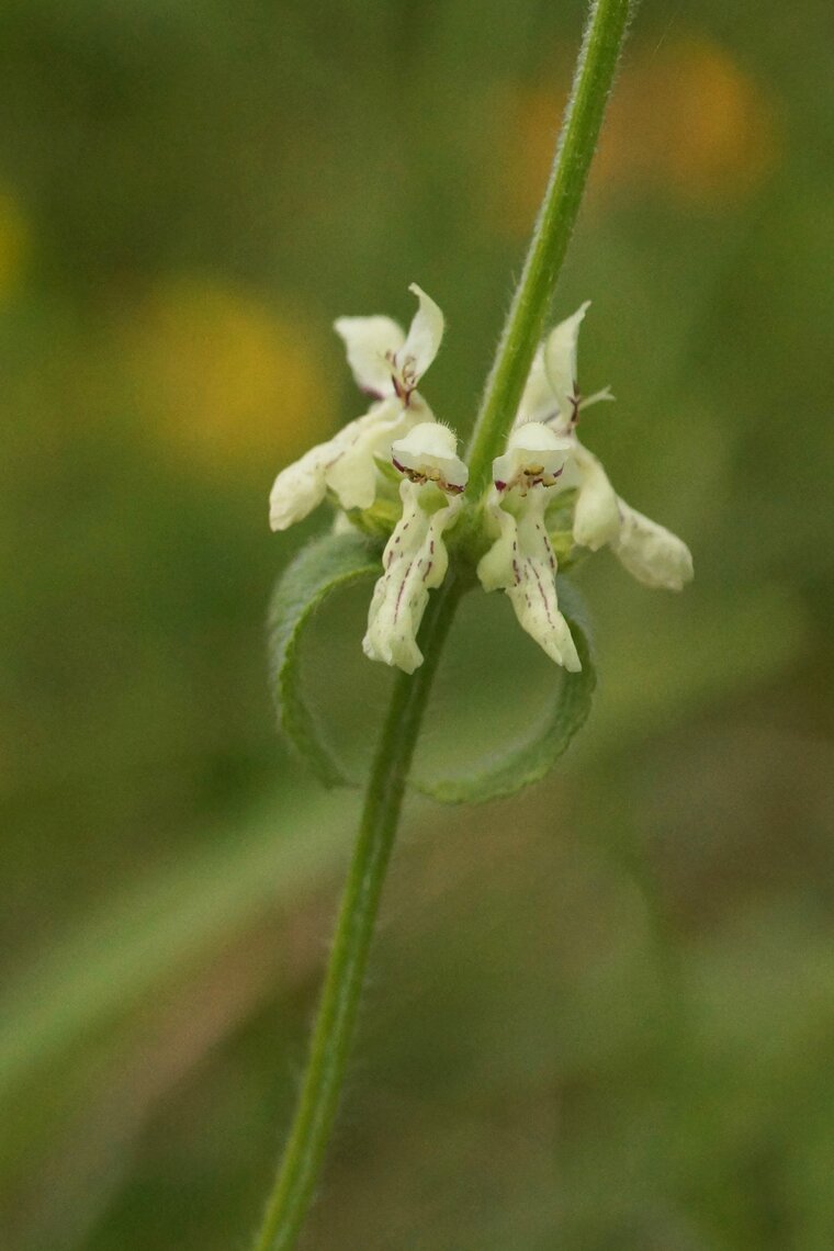 Stachys recta Epiaire droite