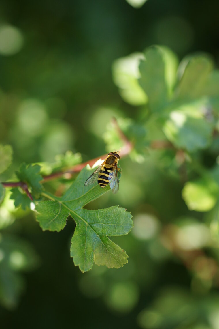 Syrphus ribesii